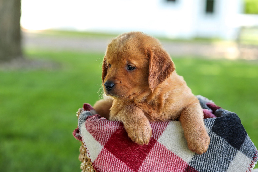 Bailey Image of Bailey, a Golden Retriever puppy