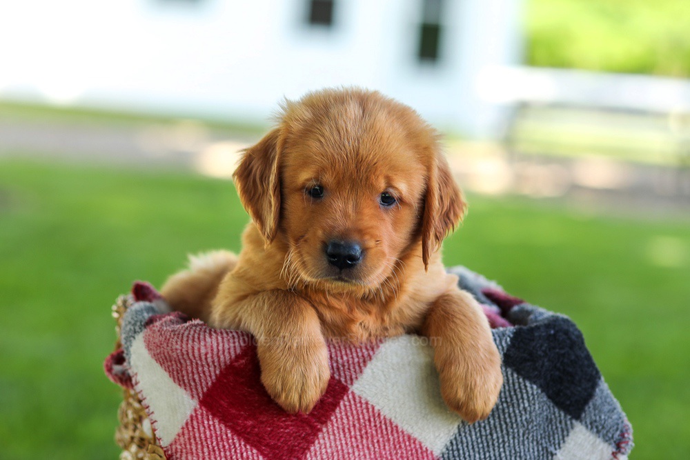 Bailey Image of Bailey, a Golden Retriever puppy