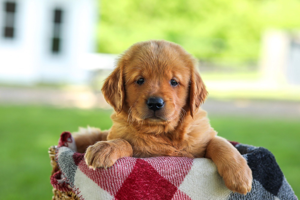 Bailey Image of Bailey, a Golden Retriever puppy