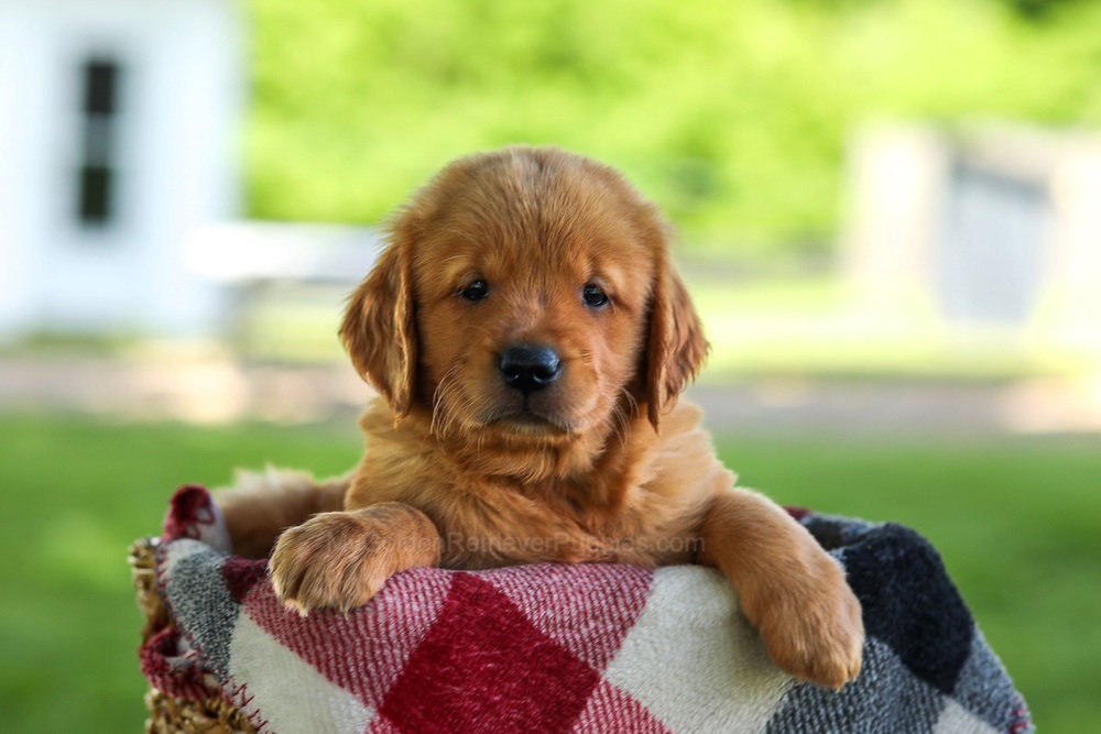 Bailey Image of Bailey, a Golden Retriever puppy