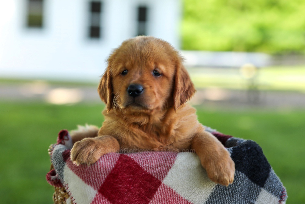 Bailey Image of Bailey, a Golden Retriever puppy