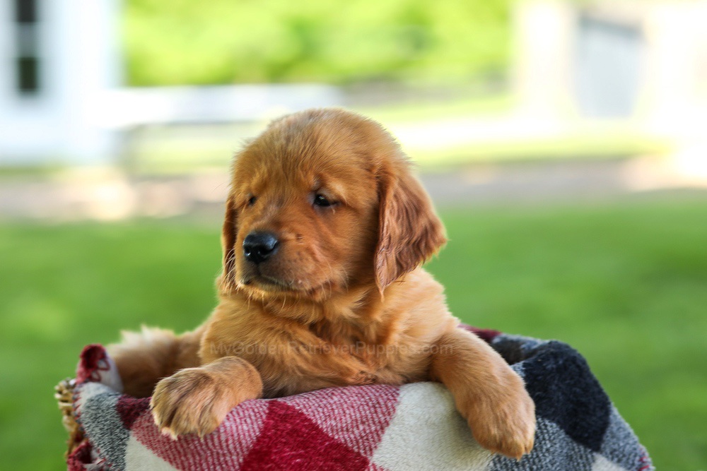 Bailey Image of Bailey, a Golden Retriever puppy