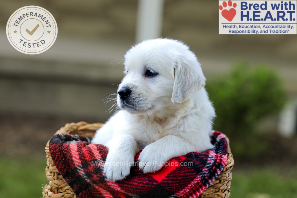 Banjo Image of Banjo, a Golden Retriever puppy
