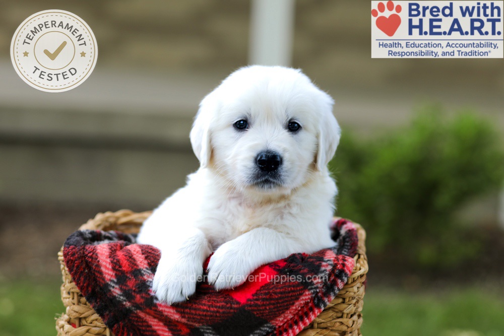 Banjo Image of Banjo, a Golden Retriever puppy