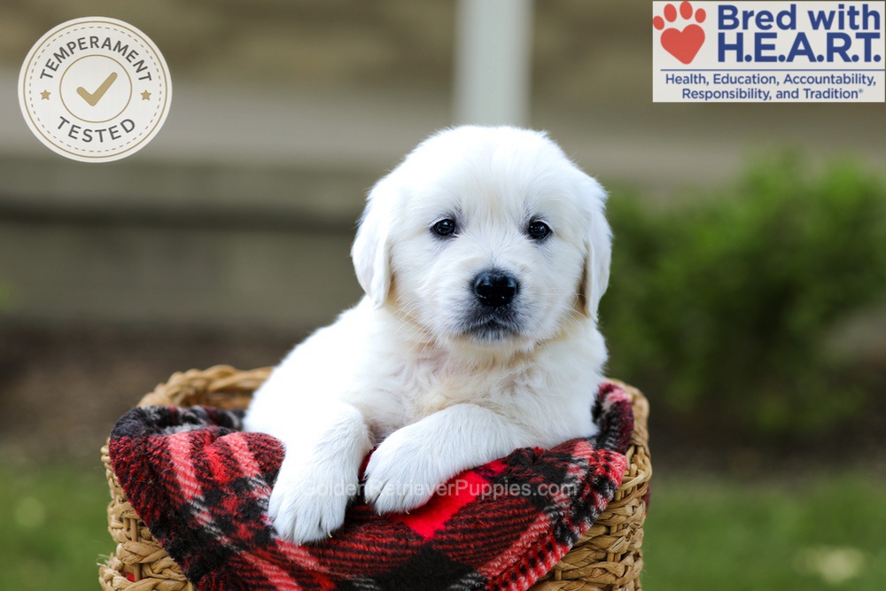 Banjo Image of Banjo, a Golden Retriever puppy