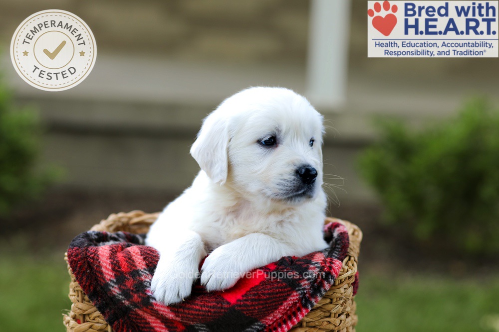 Banjo Image of Banjo, a Golden Retriever puppy