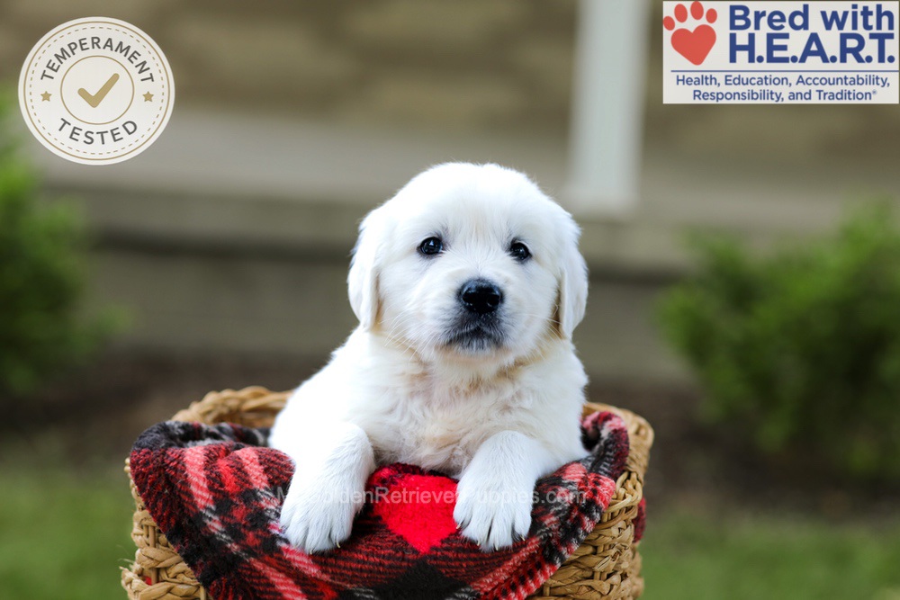 Banjo Image of Banjo, a Golden Retriever puppy
