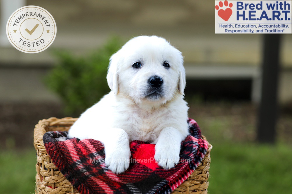 Banjo Image of Banjo, a Golden Retriever puppy
