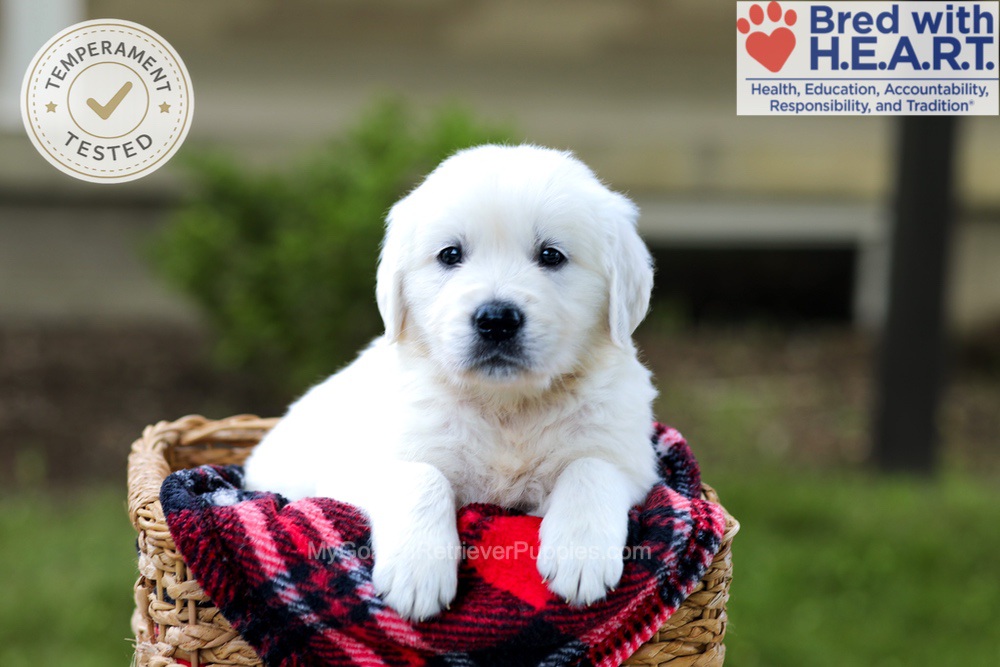 Banjo Image of Banjo, a Golden Retriever puppy
