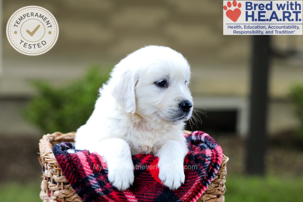 Banjo Image of Banjo, a Golden Retriever puppy