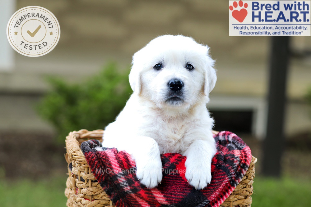 Banjo Image of Banjo, a Golden Retriever puppy