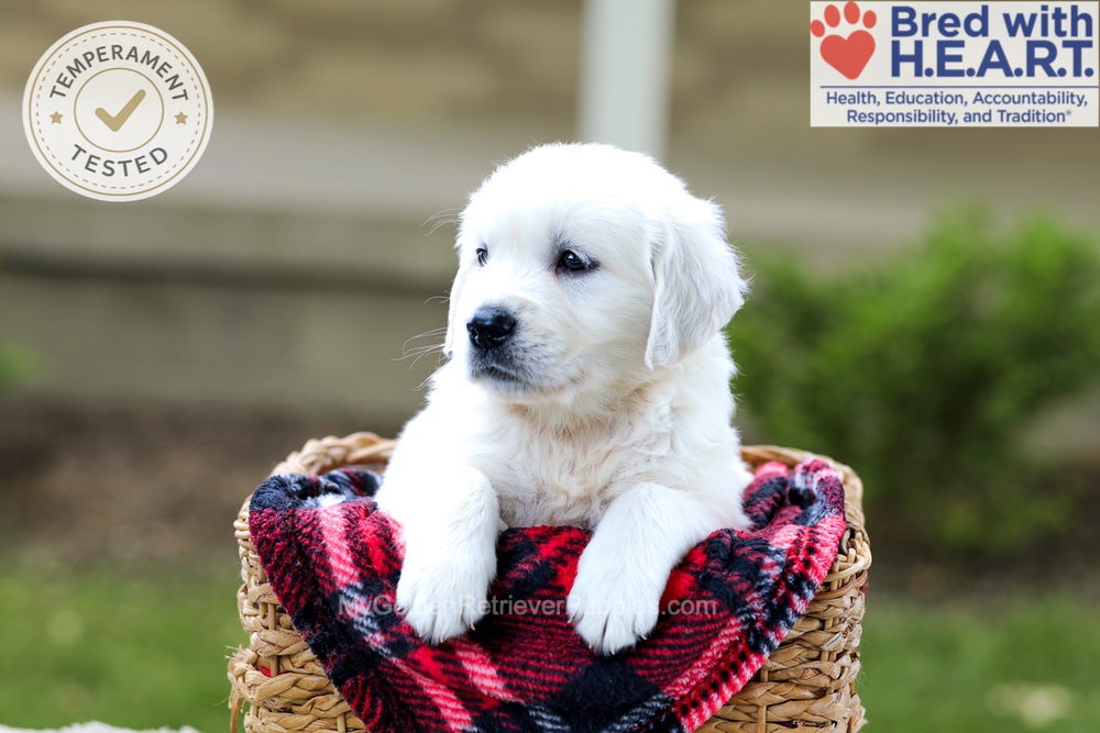 Banjo Image of Banjo, a Golden Retriever puppy