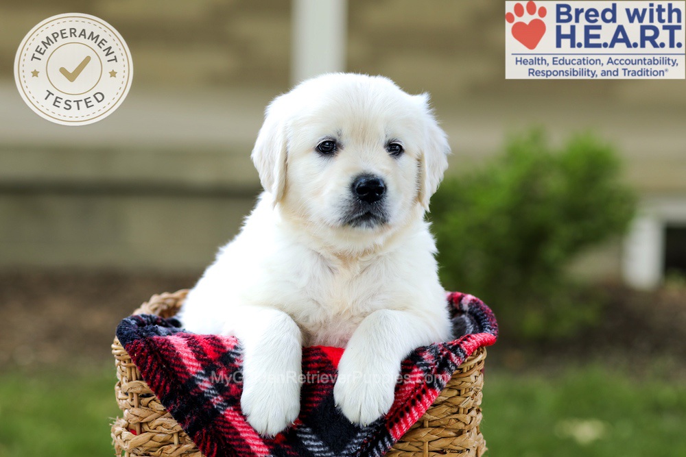 Banner Image of Banner, a Golden Retriever puppy