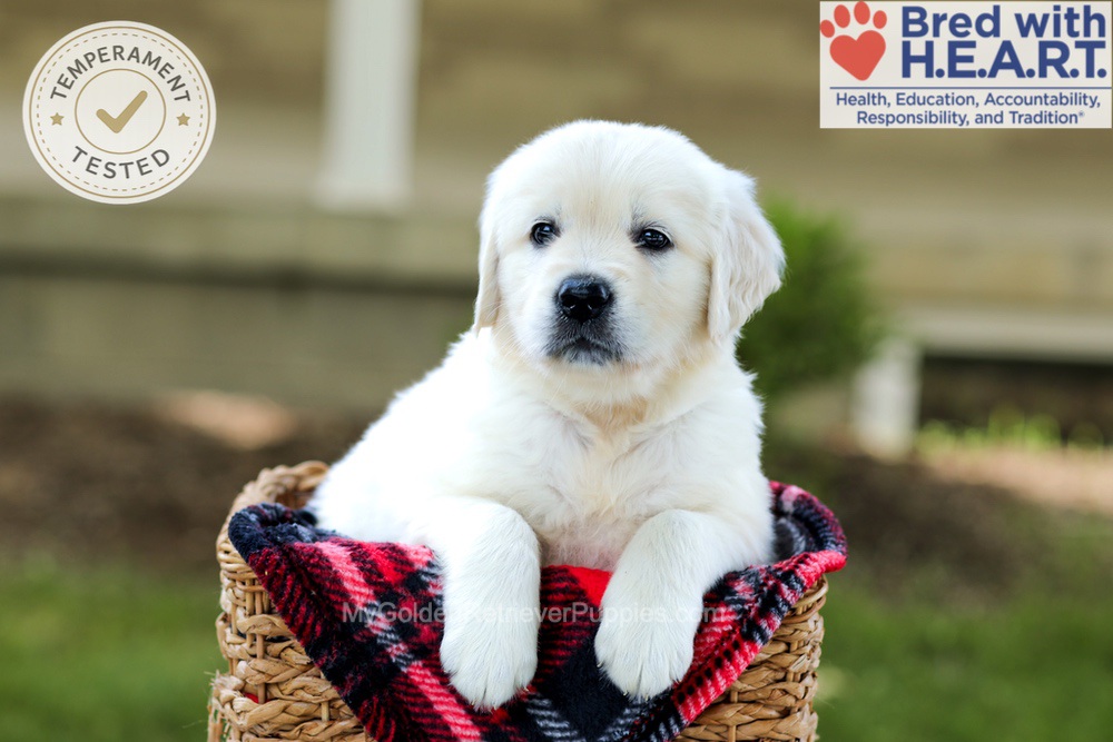 Banner Image of Banner, a Golden Retriever puppy