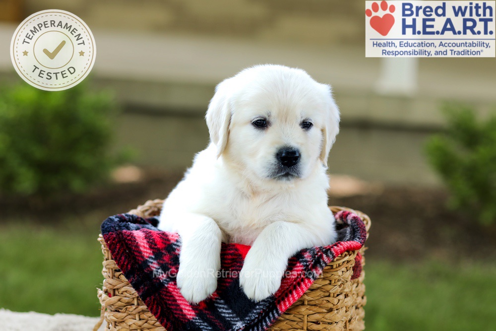 Banner Image of Banner, a Golden Retriever puppy