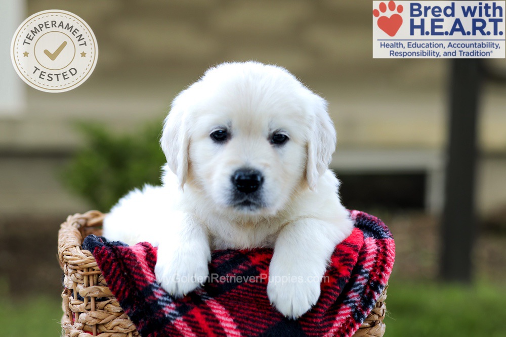 Banner Image of Banner, a Golden Retriever puppy
