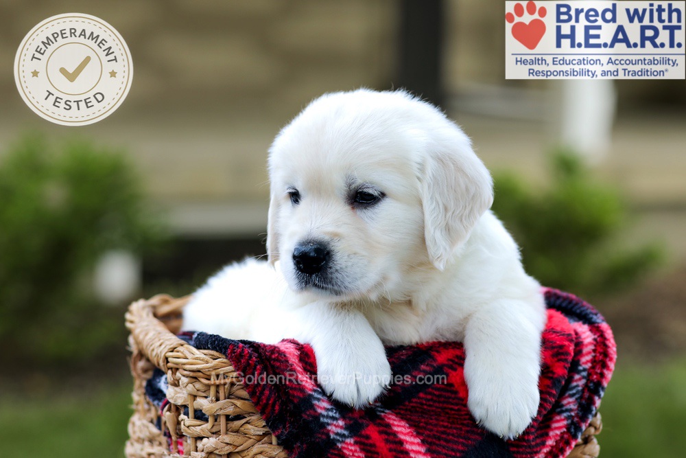 Banner Image of Banner, a Golden Retriever puppy