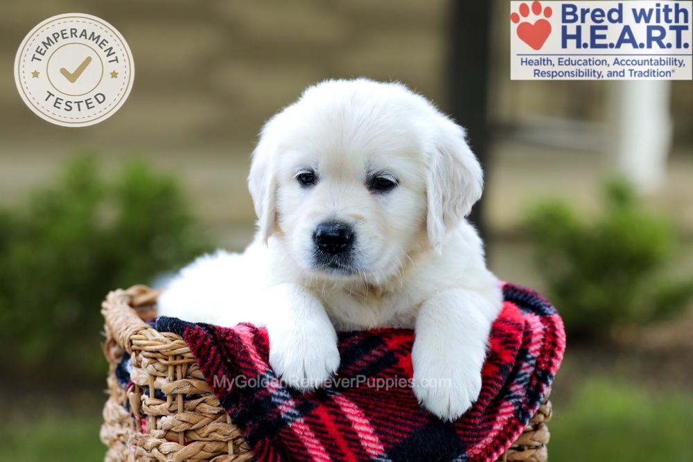 Banner Image of Banner, a Golden Retriever puppy