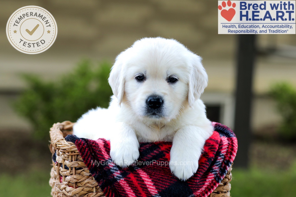 Banner Image of Banner, a Golden Retriever puppy