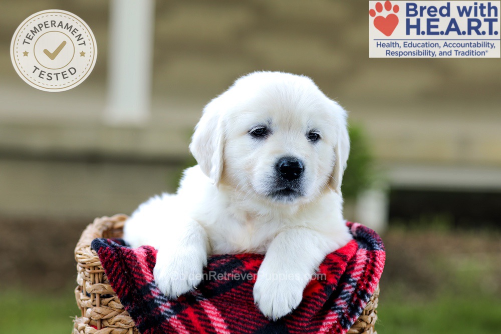 Banner Image of Banner, a Golden Retriever puppy
