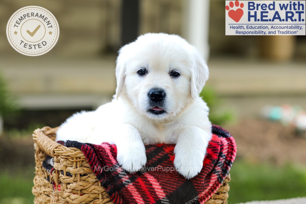 Banner Image of Banner, a Golden Retriever puppy