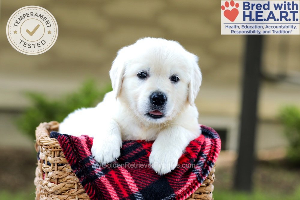Banner Image of Banner, a Golden Retriever puppy