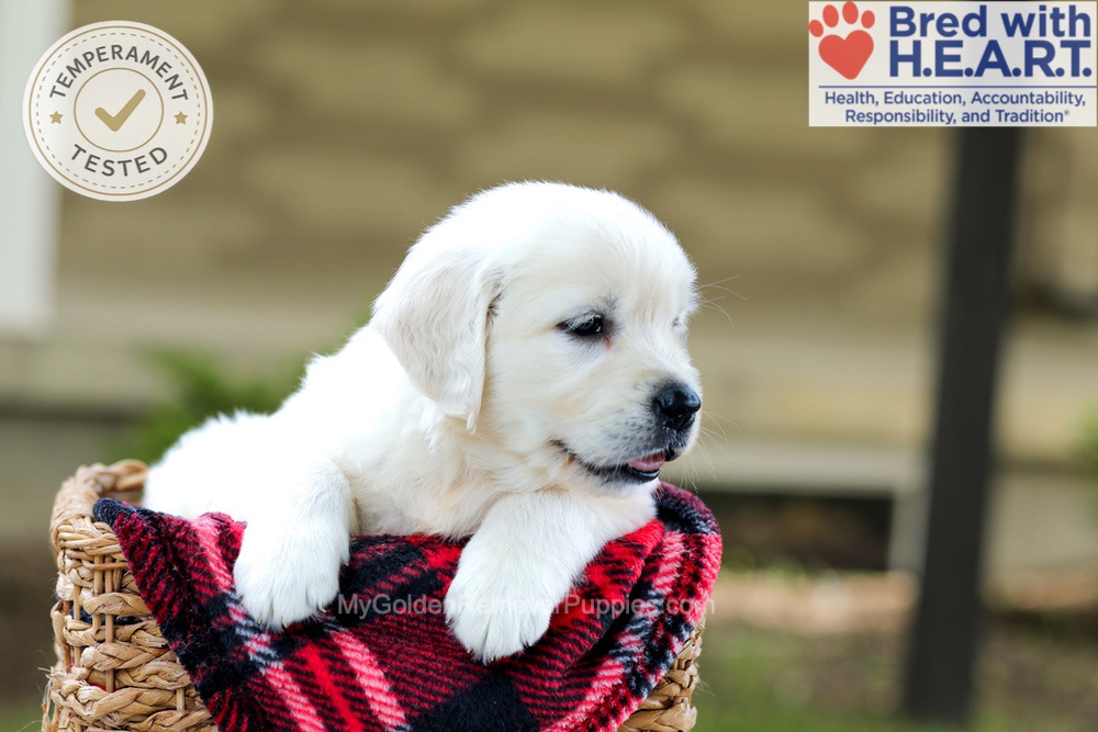 Banner Image of Banner, a Golden Retriever puppy
