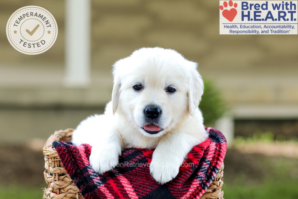 Banner Image of Banner, a Golden Retriever puppy