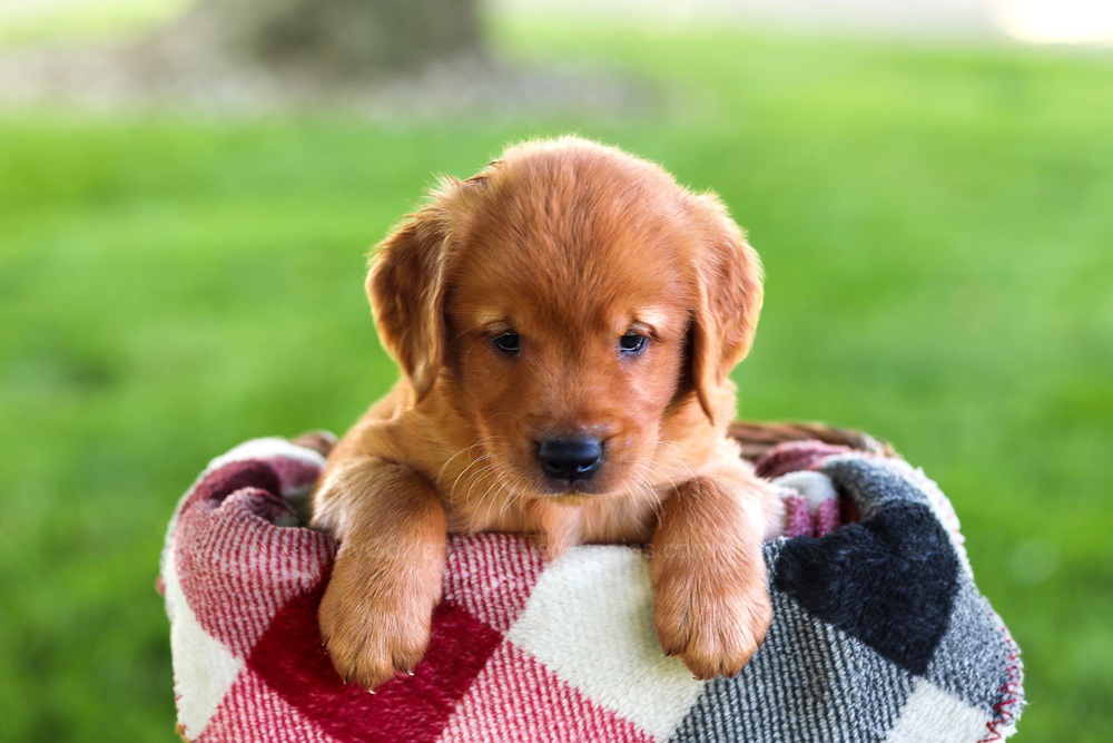 Baxter Image of Baxter, a Golden Retriever puppy