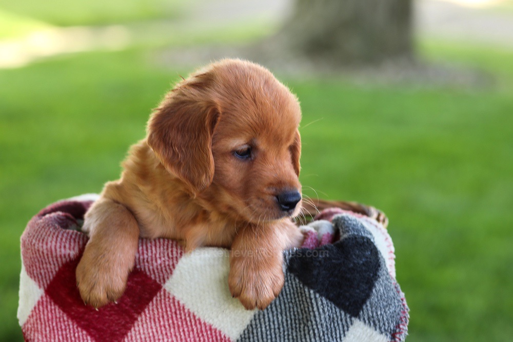 Baxter Image of Baxter, a Golden Retriever puppy