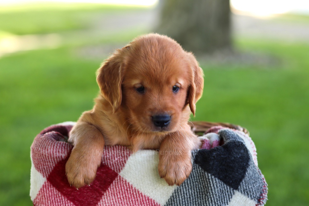 Baxter Image of Baxter, a Golden Retriever puppy