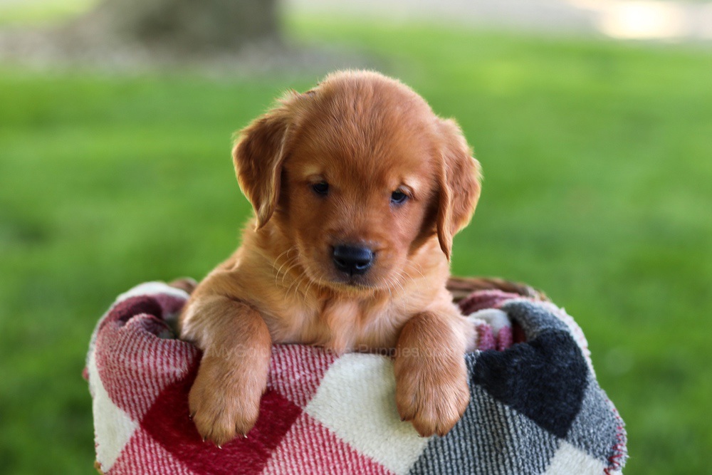 Baxter Image of Baxter, a Golden Retriever puppy