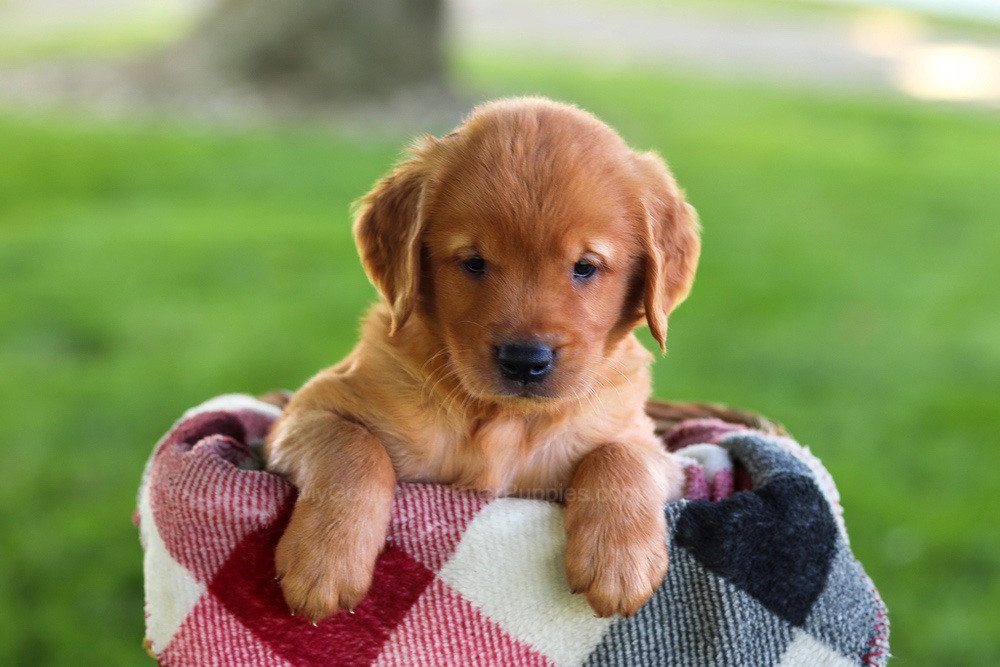 Baxter Image of Baxter, a Golden Retriever puppy