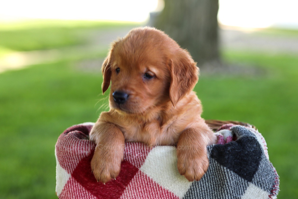 Baxter Image of Baxter, a Golden Retriever puppy