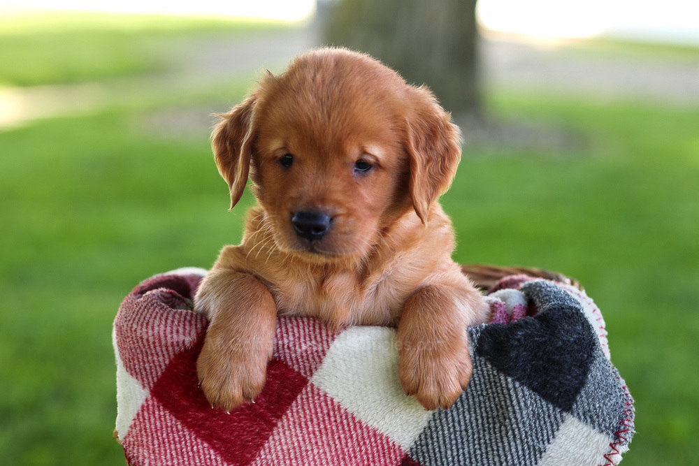 Baxter Image of Baxter, a Golden Retriever puppy