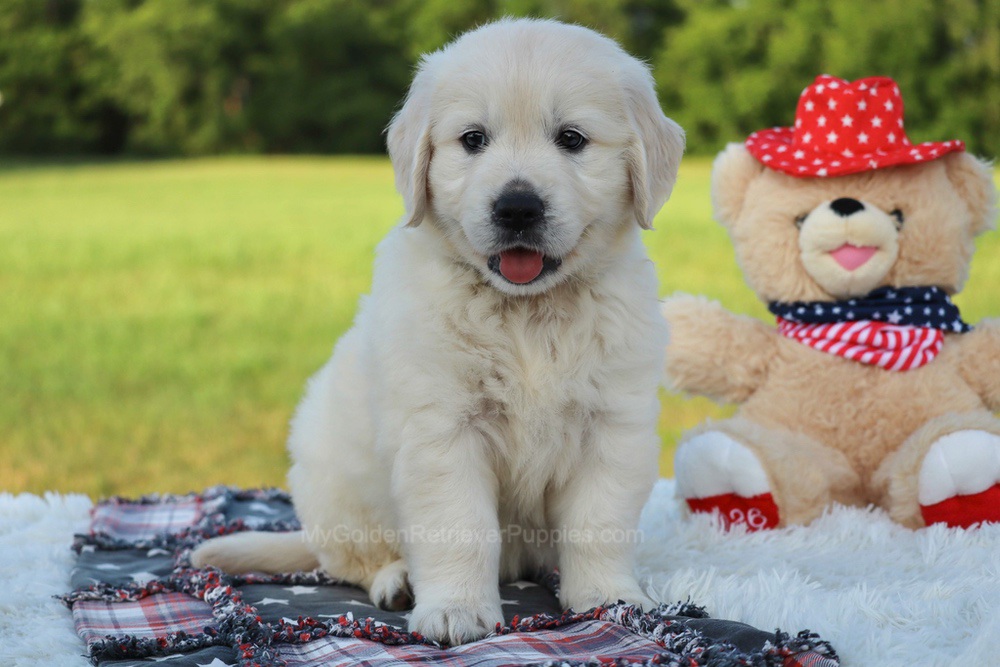 Beans Image of Beans, a Golden Retriever puppy