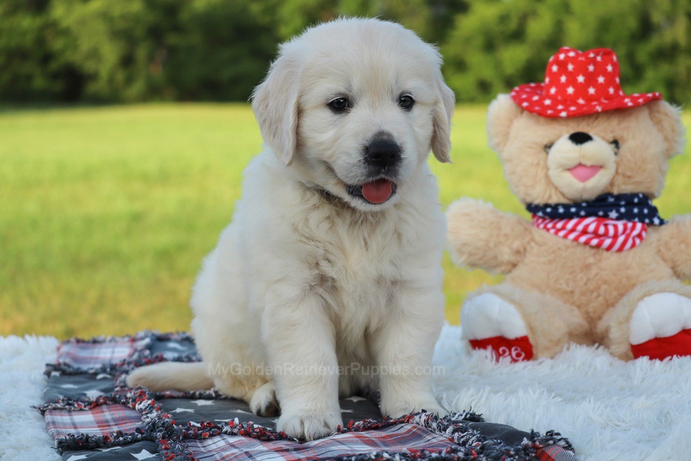 Beans Image of Beans, a Golden Retriever puppy