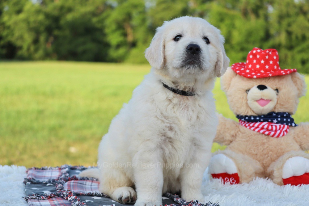 Beans Image of Beans, a Golden Retriever puppy