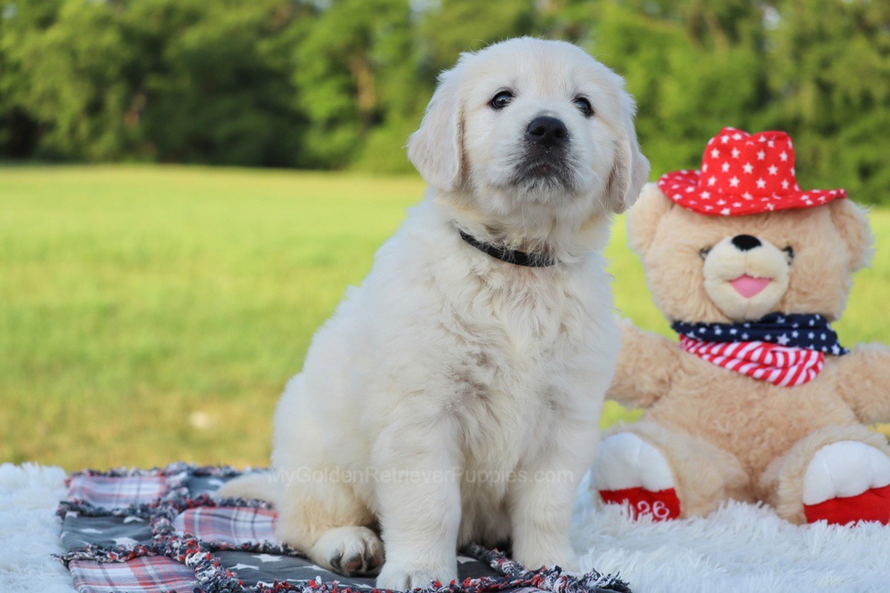 Beans Image of Beans, a Golden Retriever puppy
