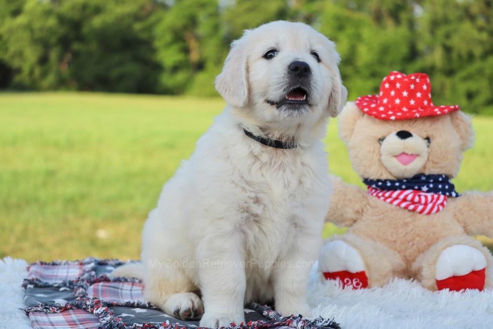 Beans Image of Beans, a Golden Retriever puppy