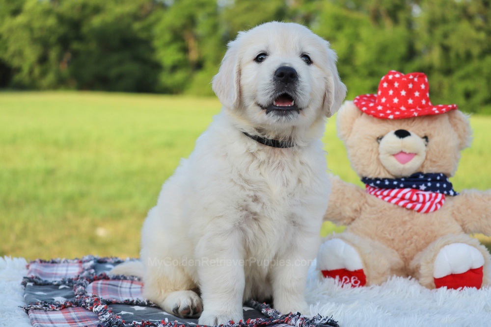 Beans Image of Beans, a Golden Retriever puppy
