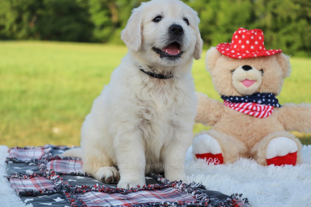 Beans Image of Beans, a Golden Retriever puppy