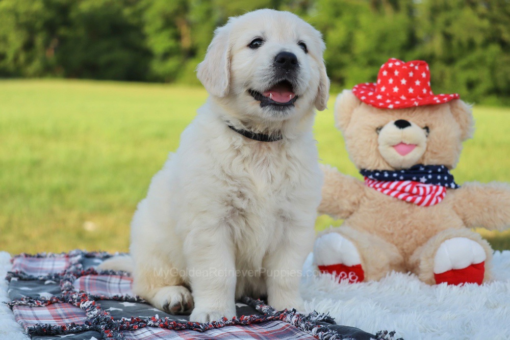 Beans Image of Beans, a Golden Retriever puppy