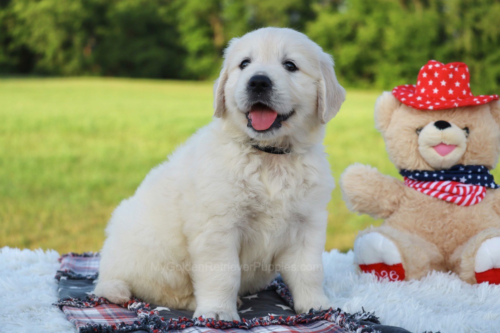 Beans Image of Beans, a Golden Retriever puppy