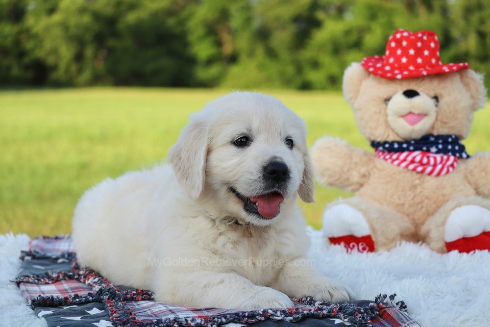 Beans Image of Beans, a Golden Retriever puppy