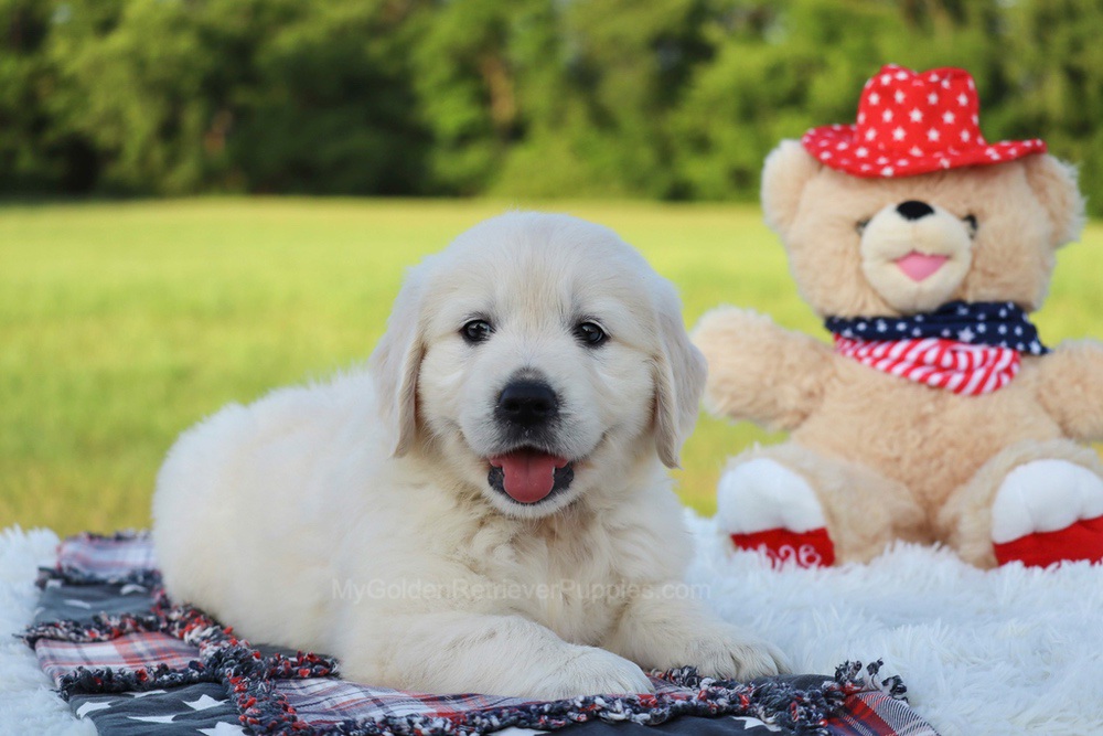 Beans Image of Beans, a Golden Retriever puppy