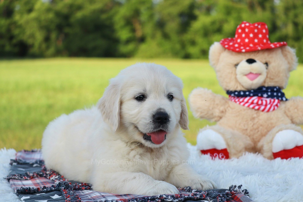 Beans Image of Beans, a Golden Retriever puppy