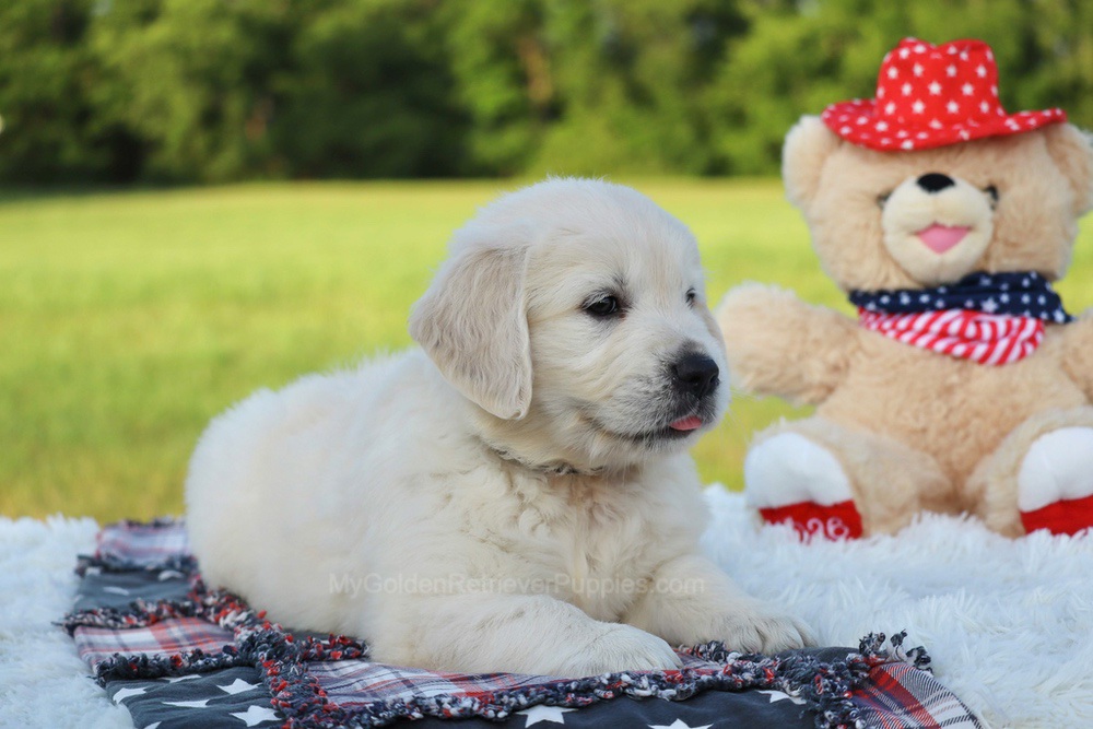 Beans Image of Beans, a Golden Retriever puppy