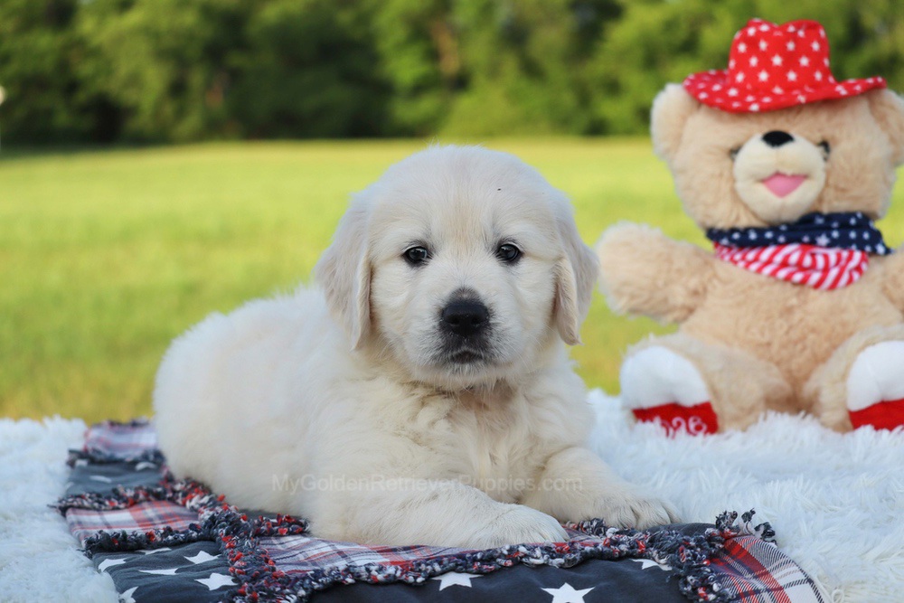 Beans Image of Beans, a Golden Retriever puppy