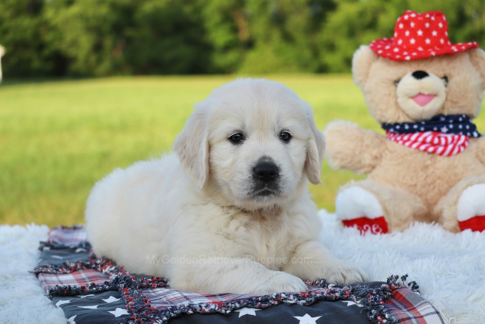 Beans Image of Beans, a Golden Retriever puppy